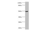 All lanes:Protein BANP antibody at 6ug/ml+HepG2 whole cell lysate<br />
Secondary<br />
Goat polyclonal to rabbit at 1/10000 dilution<br />
Predicted band size: 57,52,49,54,55,51,56 kDa<br />
Observed band size: 56 kDa<br />