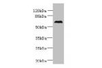 Western blot<br />
All lanes: CEP76 antibody at 0.5ug/ml+ 293T whole cell lysate<br />
Goat polyclonal to rabbit at 1/10000 dilution<br />
Predicted band size: 75,66,30 kDa<br />
Observed band size: 74 kDa<br />