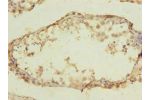 Immunohistochemistry of paraffin-embedded human testis using CSB-PA855470LA01HU at dilution of 1:100