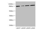 Western blot<br />
All lanes: GFM2 antibody at 3.24ug/ml<br />
Lane 1 : A549 whole cell lysate<br />
Lane 2 : MCF7 whole cell lysate<br />
Lane 3 : Jurkat whole cell lysate<br />
Lane 4 : 293T whole cell lysate<br />
Secondary<br />
Goat polyclonal to rab