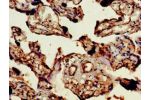 Immunohistochemistry of paraffin-embedded human placenta tissue using CSB-PA856998LA01HU at dilution of 1:100