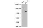 Western Blot<br />
Positive WB detected in:A549 whole cell lysate,Rat heart tissue<br />
All lanes:ADGRA2 antibody at 3