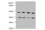 Western blot<br />
All lanes:CYTH2 antibody at 5.58ug/ml<br />
Lane 1:U251 whole cell lysate<br />
Lane 2:HepG2 whole cell lysate<br />
Lane 3:MCF-7 whole cell lysate<br />
Lane 4:A549 whole cell lysate<br />
Secondary<br />
Goat polyclonal to rabbit at 1