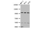 Western Blot<br />
Positive WB detected in:MCF-7 whole cell lysate,Hela whole cell lysate,A375 whole cell lysate<br />
All lanes:EIF3C antibody at 3.4