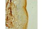 Immunohistochemistry of paraffin-embedded human skin tissue using CSB-PA858723HA01HU at dilution 1:100