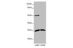 Western blot<br />
All lanes