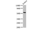 Western Blot<br />
Positive WB detected in:Rat kideny tissue<br />
All lanes:Fuca1 antibody at 3.4