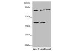 Western blot<br />
All lanes: GAS2L1 antibody at 0.71 ug/ml<br />
Lane 1 : A431 whole cell lysate<br />
Lane 2 : Hela whole cell lysate<br />
Lane 3 : 293T whole cell lysate<br />
Secondary<br />
Goat polyclonal to rabbit IgG at 1/10000 dilution<br />
Pre