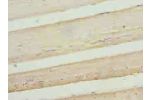 Immunohistochemistry of paraffin-embedded human skeletal muscle tissue using CSB-PA859521LA01HU at dilution of 1:100