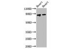 Western Blot<br />
Positive WB detected in:Rat heart tissue,Mouse heart tissue<br />
All lanes:ACO2 antibody at 2.5