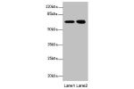 Western blot<br />
All lanes:EYA3 antibody at 2.88ug/ml<br />
Lane 1