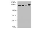 Western blot<br />
All lanes: DDX50 antibody at 4ug/ml<br />
Lane 1 : Hela whole cell lysate<br />
Lane 2 : Jurkat whole cell lysate<br />
Lane 3 : K562 whole cell lysate<br />
Lane 4 : 293T whole cell lysate<br />
Secondary<br />
Goat polyclonal to Rabbi