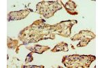 Immunohistochemistry of paraffin-embedded human placenta using CSB-PA861152ESR1HU at dilution 1:100