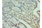 Immunohistochemistry of paraffin-embedded human small intestine using CSB-PA861192ESR1HU at dilution 1:100