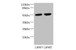 Western blot<br />
All lanes: CHRNA10 antibody at 0.57ug/ml<br />
Lane 1 : Jurkat whole cell lysate<br />
Lane 2 : A549 whole cell lysate<br />
Secondary<br />
Goat polyclonal to rabbit IgG at 1/10000 dilution<br />
Predicted band size: 50 kDa<br />
Obser