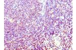 Immunohistochemistry of paraffin-embedded human tonsil using CSB-PA861988ESR2HU at dilution 1:100