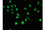 Immunofluorescent analysis of U251 cells using CSB-PA862002LA01HU at a dilution of 1:100 and Alexa Fluor 488-congugated AffiniPure Goat Anti-Rabbit IgG(H+L)