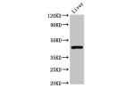 Western Blot<br />
Positive WB detected in:Mouse liver tissue<br />
All lanes:CLEC4M antibody at 2