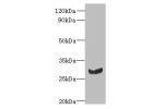 Western blot<br />
All lanes: C11orf68 antibody at 3ug/ml+ Mouse liver tissue<br />
Goat polyclonal to rabbit at 1/10000 dilution<br />
Predicted band size: 28,32 kDa<br />
Observed band size: 27 kDa<br />