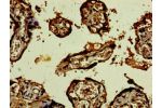 Immunohistochemistry of paraffin-embedded human placenta tissue using CSB-PA862015LA01HU at dilution of 1:100