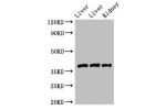 Western Blot<br />
Positive WB detected in:Rat liver tissue,Mouse liver tissue,Mouse kidney tissue<br />
All lanes:GNB4 antibody at 2