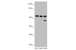 Western blot<br />
All lanes: CYP3A43 antibody at 3.25 ug/ml<br />
Lane 1 : Mouse liver tissue<br />
Lane 2 : Mouse skeletal muscle tissue<br />
Lane 3 : 293T whole cell lysate<br />
Secondary<br />
Goat polyclonal to rabbit IgG at 1/10000 dilution<br />
