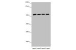 Western blot<br />
All lanes: CYP3A43 antibody at 2.41 ug/ml<br />
Lane 1 : Mouse liver tissue<br />
Lane 2 : Mouse skeletal muscle tissue<br />
Lane 3 : Jurkat whole cell lysate<br />
Lane 4 : 293T whole cell lysate<br />
Secondary<br />
Goat polyclonal 