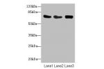 Western blot<br />
All lanes: CSRNP2antibody at 2.71ug/ml<br />
Lane 1 : Mouse heart tissue<br />
Lane 2 : HepG-2 whole cell lysate<br />
Lane 3 : Mouse brain tissue<br />
Secondary<br />
Goat polyclonal to Rabbit IgG at 1/10000 dilution<br />
Predicted b