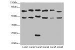 Western blot<br />
All lanes: CSRNP2antibody at 2.34ug/ml<br />
Lane 1 : Mouse liver tissue<br />
Lane 2 : Mouse heart tissue<br />
Lane 3 : Mouse lung tissue<br />
Lane 4 : Mouse kidney tissue<br />
Lane 5 : HepG-2 whole cell lysate<br />
Lane 6 : Mouse 