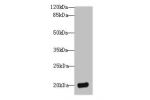 Western blot<br />
All lanes: DEFB129 antibody at 8ug/ml+HL60 whole cell lysate<br />
Goat polyclonal to rabbit at 1/10000 dilution<br />
Predicted band size: 20 kDa<br />
Observed band size: 20 kDa<br />