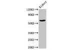 Western Blot<br />
Positive WB detected in:Rat kidney tissue<br />
All lanes:ACBD3 antibody at 7