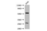 Western Blot<br />
Positive WB detected in:A549 whole cell lysate<br />
All lanes:NARFL antibody at 2.7ug/ml<br />
Secondary<br />
Goat polyclonal to rabbit IgG at 1/50000 dilution<br />
Predicted band size: 54,27,43 kDa<br />
Observed band size: 54,27 kD