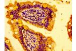 IHC image of CSB-PA863992LA01HU diluted at 1:100 and staining in paraffin-embedded human small intestine tissue performed on a Leica BondTM system. After dewaxing and hydration, antigen retrieval was mediated by high pressure in a citrate buffer (pH 6.0).