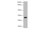 Western blot<br />
All lanes: ASB8 antibody at 1ug/ml+ Human placenta tissue<br />
Goat polyclonal to rabbit at 1/10000 dilution<br />
Predicted band size: 32 kDa<br />
Observed band size: 32 kDa<br />