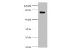All lanes: Aryl hydrocarbon receptor nuclear translocator 2 antibody at 4ug/ml+Hela whole cell lysate<br />
Secondary<br />
Goat polyclonal to rabbit at 1/10000 dilution<br />
Predicted band size: 79,78 kDa<br />
Observed band size: 79 kDa<br />