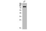 Western blot analysis of 3T3 using A20 antibody.. Secondary antibody  was diluted at 1:20000