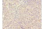 Immunohistochemistry of paraffin-embedded human tonsil tissue CSB-PA865096DSR1HU at dilution 1:100