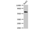 Western Blot<br />
Positive WB detected in:HepG2 whole cell lysate<br />
All lanes:CTPS2 antibody at 2.8