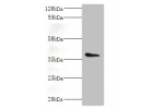 Western blot<br />
All lanes: L-aminoadipate-semialdehyde dehydrogenase-phosphopantetheinyl transferase antibody at 2ug/ml+HepG2 whole cell lysate<br />
Secondary<br />
Goat polyclonal to rabbit at 1/10000 dilution<br />
Predicted band size: 36,16 kDa<br 