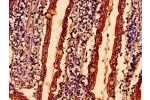 Immunohistochemistry analysis of human small intestine tissue using CSB-PA865140LA01HU at dilution of 1:100