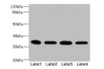 Western blot<br />
All lanes: EIF3K antibody at 1.72ug/ml<br />
Lane 1 : Thp-1 whole cell lysate<br />
Lane 2 : HT29 whole cell lysate<br />
Lane 3 : 293T whole cell lysate<br />
Lane 4 : Hela whole cell lysate<br />
 Secondary<br />
Goat polyclonal to ra