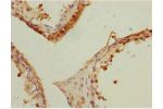 Immunohistochemistry of paraffin-embedded human testis tissue using CSB-PA866205ESR1HU at dilution 1:100