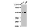 Western Blot<br />
Positive WB detected in:Hela whole cell lysate,A549 whole cell lysate<br />
All lanes:CHRDL1 antibody at 5.7