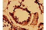 Immunohistochemistry of paraffin-embedded human testis tissue using CSB-PA866323LA01HU at dilution of 1:100