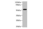 Western blot<br />
All lanes: ASPSCR1 antibody at 8.71ug/ml+ 293T whole cell lysate<br />
Goat polyclonal to rabbit at 1/10000 dilution<br />
Predicted band size: 61,70,55,38 kDa<br />
Observed band size: 60 kDa<br />