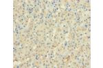 Immunohistochemistry of paraffin-embedded human adrenal gland tissue using CSB-PA867163LA01HU at dilution 1:100