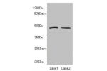 Western blot<br />
All lanes: GCM1antibody at 1.67ug/ml<br />
Lane 1 : Hela whole cell lysate<br />
Lane 2 : HepG-2 whole cell lysate<br />
Secondary<br />
Goat polyclonal to Rabbit IgG at 1/10000 dilution<br />
Predicted band size: 49 kDa<br />
Observed 