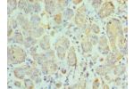 Immunohistochemistry of paraffin-embedded human salivary gland using CSB-PA868302ESR2HU at dilution 1:100