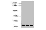 Western blot<br />
All lanes: ARL8B antibody at 4ug/ml<br />
Lane 1 : Mouse brain tissue<br />
Lane 2 : NIH/3T3 whole cell lysate<br />
Lane 3 : Jurkat whole cell lysate<br />
Secondary<br />
Goat polyclonal to Rabbit IgG at 1/10000 dilution<br />
Predict