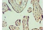 Immunohistochemistry of paraffin-embedded human placenta using CSB-PA871388ESR1HU at dilution 1:100